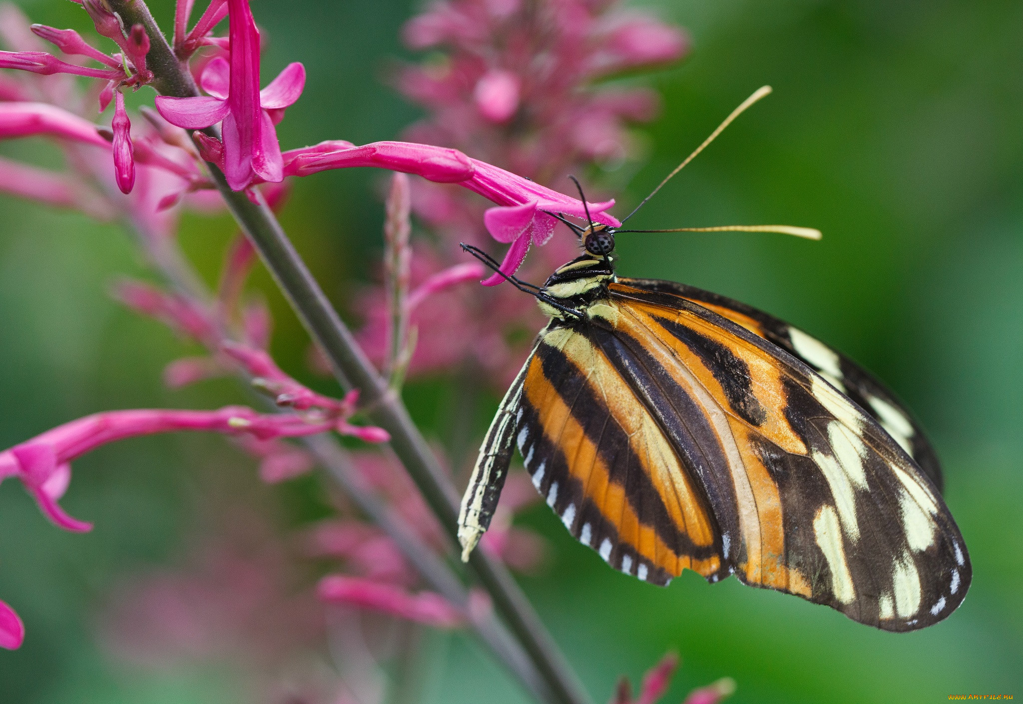 Цветы похожи на крылья бабочек. Крылья бабочки растение. Цветок похожий на Крылья бабочки. Бабочка на ветке фото. Butterfly Mac.
